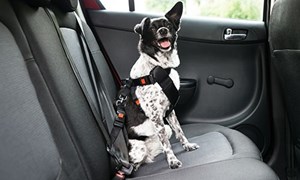 Black and white strapped dog into harness in car seat