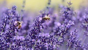 A bee visits a bush of purple lavender