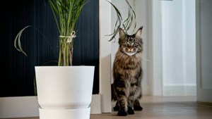 Cat flaps can invalidate home insurance