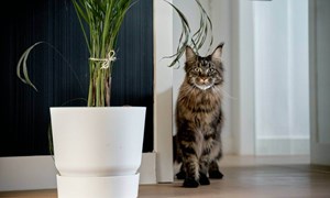 Cat flaps can invalidate home insurance