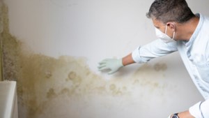 Man in mask inspecting mould on wall