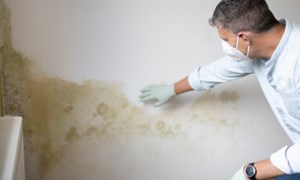 Man in mask inspecting mould on wall