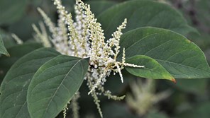 Japanese Knotweed